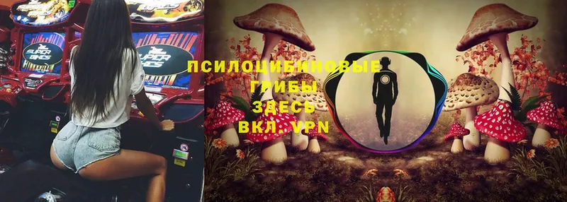 Галлюциногенные грибы Cubensis  Аргун 